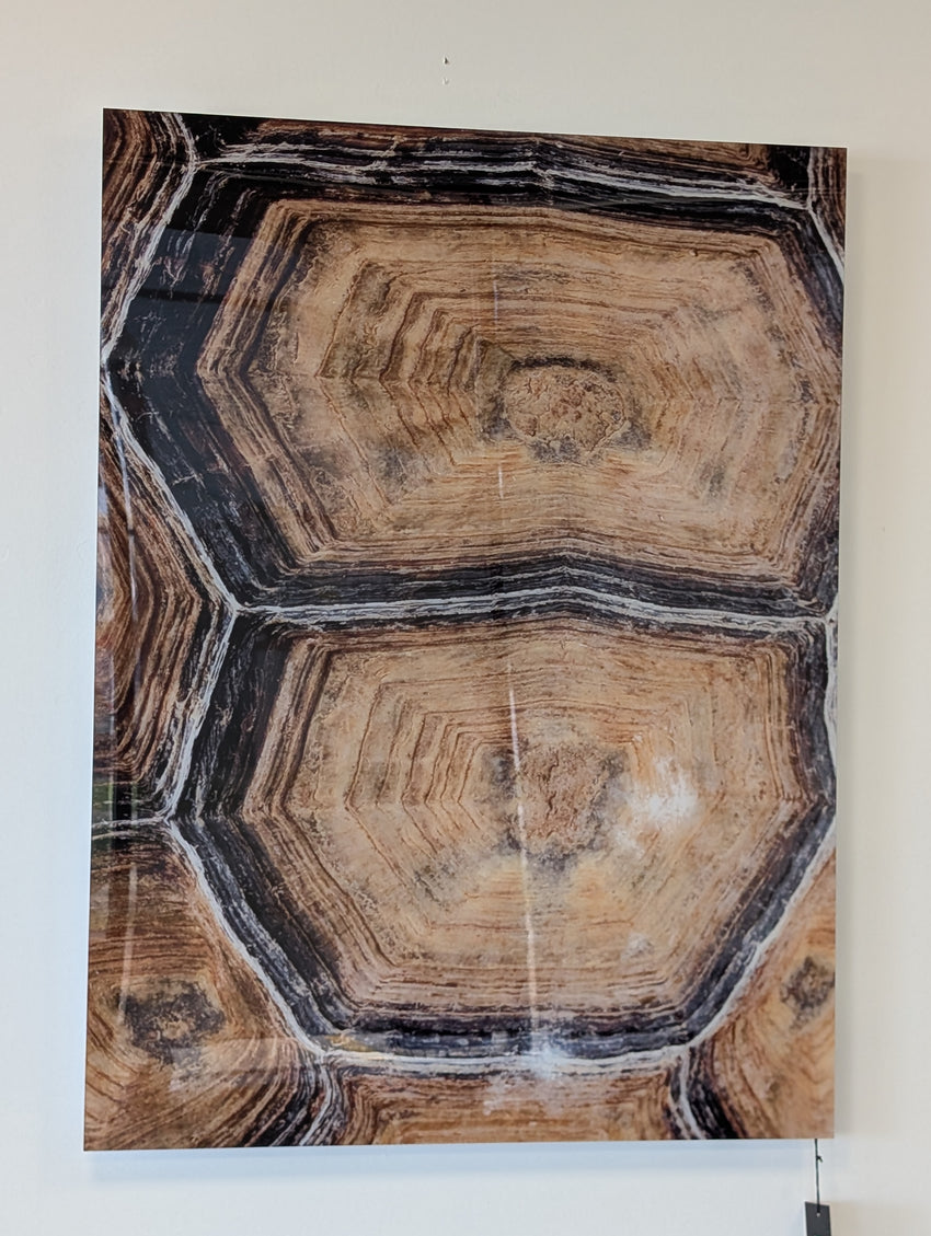 CARAPACED MOTIF I