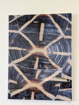 CARAPACED MOTIF IV