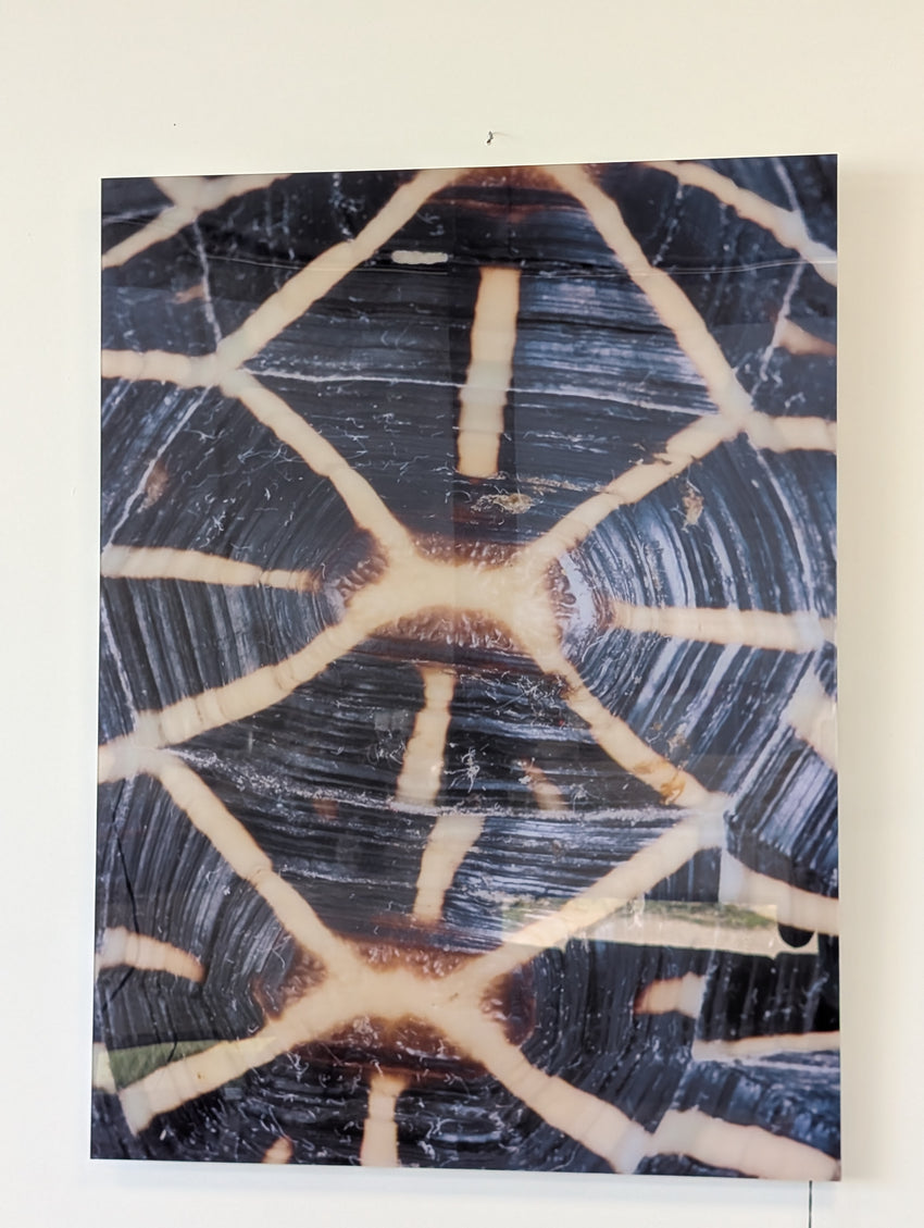 CARAPACED MOTIF IV