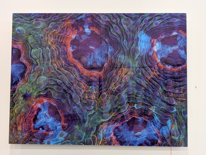 FLUORESCED CORAL IV