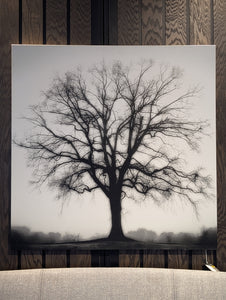 FOUNTAIN OAK