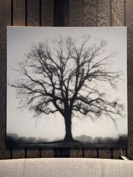 FOUNTAIN OAK