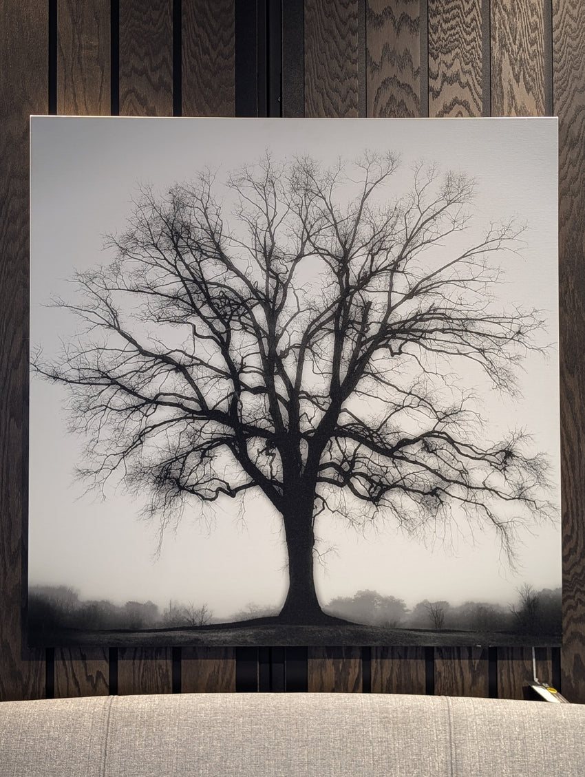 FOUNTAIN OAK