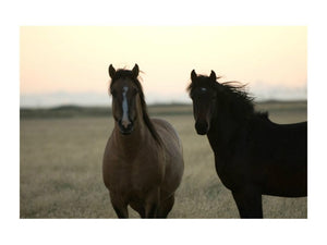 Horses Patagonia I